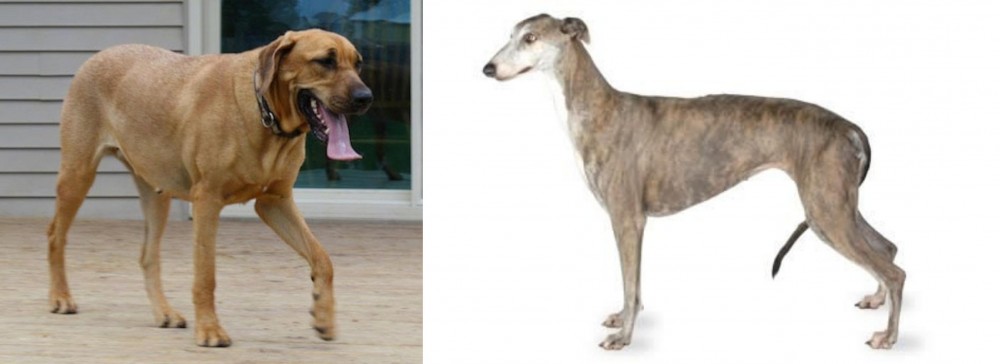 Greyhound vs Danish Broholmer - Breed Comparison