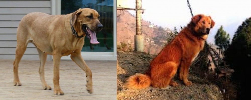 Himalayan Sheepdog vs Danish Broholmer - Breed Comparison