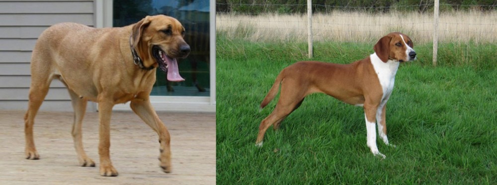 Hygenhund vs Danish Broholmer - Breed Comparison