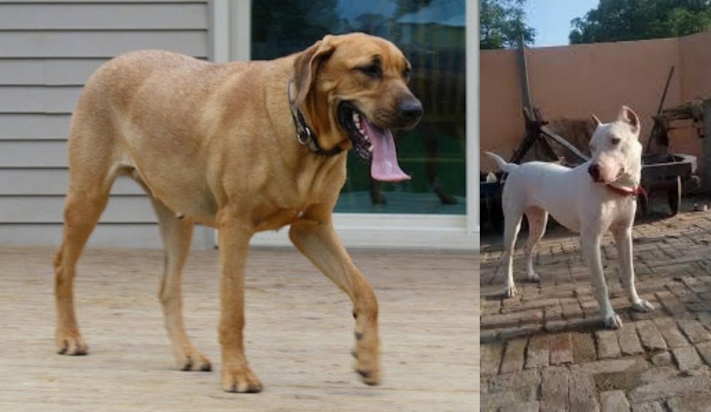 Indian Bull Terrier vs Danish Broholmer - Breed Comparison