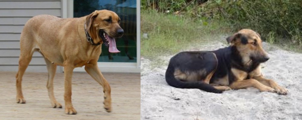 Indian Pariah Dog vs Danish Broholmer - Breed Comparison