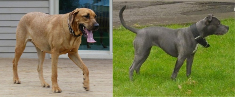 Irish Bull Terrier vs Danish Broholmer - Breed Comparison