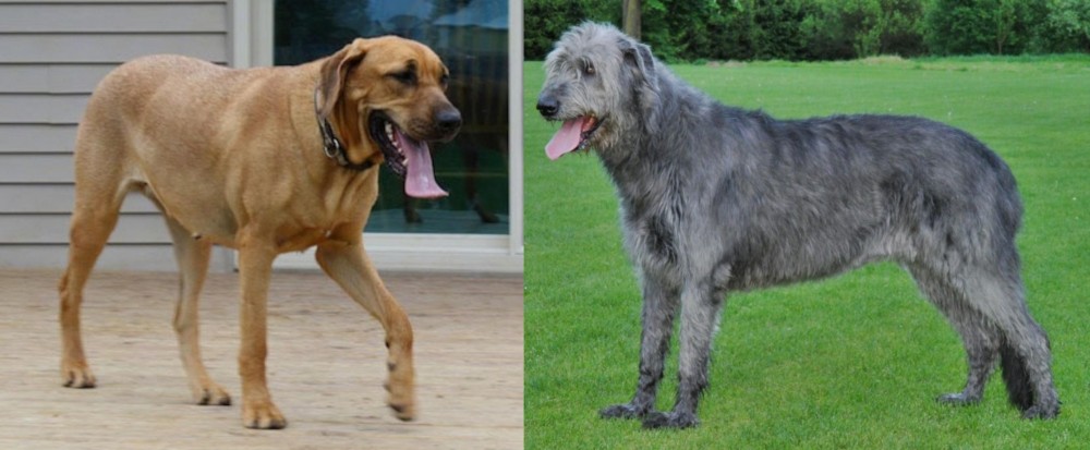 Irish Wolfhound vs Danish Broholmer - Breed Comparison