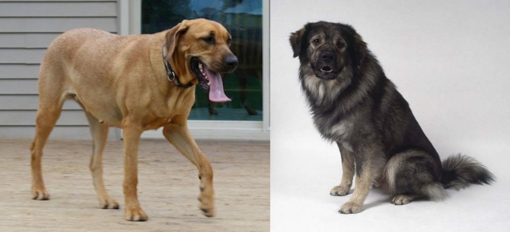 Istrian Sheepdog vs Danish Broholmer - Breed Comparison
