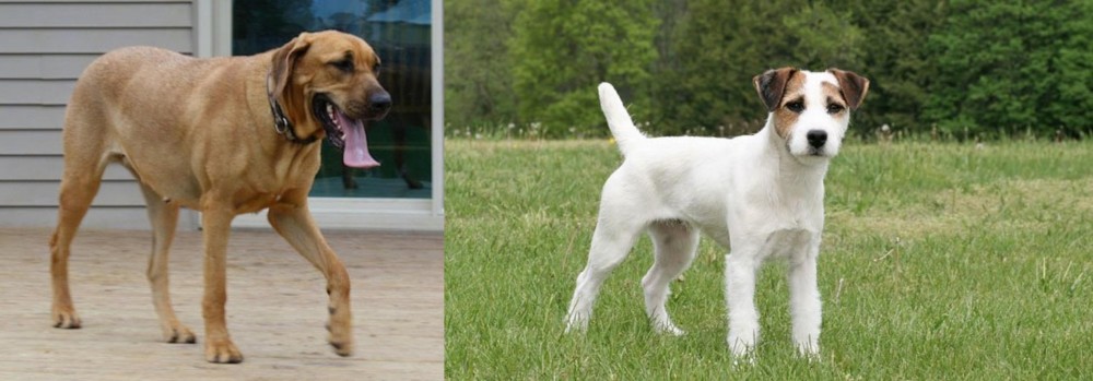 Jack Russell Terrier vs Danish Broholmer - Breed Comparison