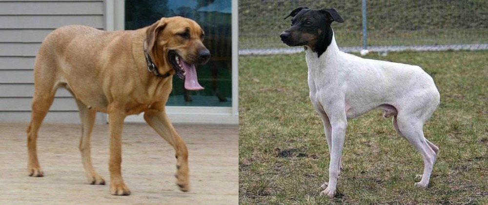 Japanese Terrier vs Danish Broholmer - Breed Comparison