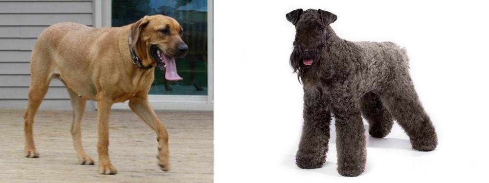 Kerry Blue Terrier vs Danish Broholmer - Breed Comparison