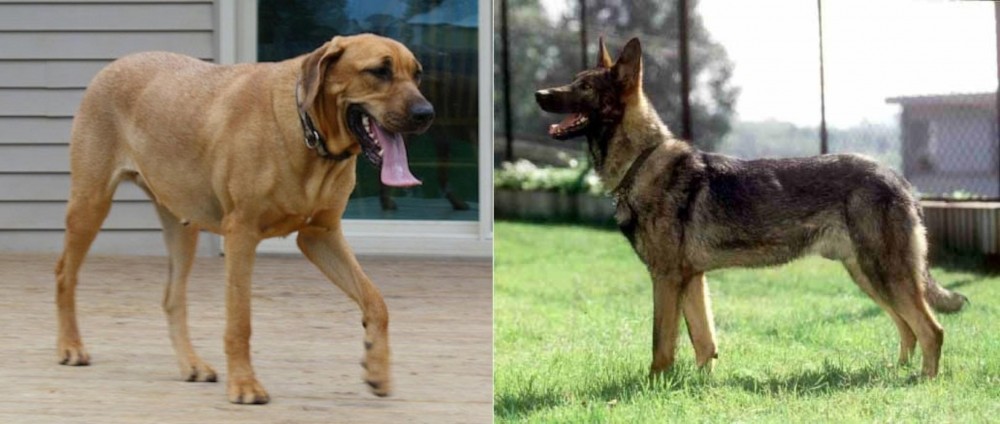 Kunming Dog vs Danish Broholmer - Breed Comparison