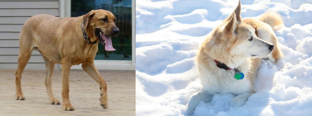 Labrador Husky vs Danish Broholmer - Breed Comparison