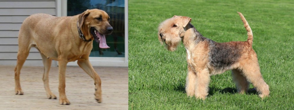 Lakeland Terrier vs Danish Broholmer - Breed Comparison