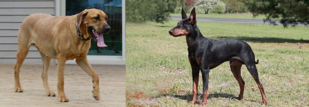 Manchester Terrier vs Danish Broholmer - Breed Comparison
