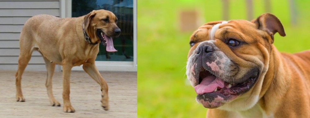 Miniature English Bulldog vs Danish Broholmer - Breed Comparison