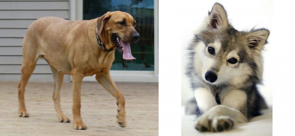 Miniature Siberian Husky vs Danish Broholmer - Breed Comparison