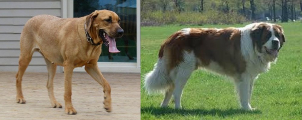 Moscow Watchdog vs Danish Broholmer - Breed Comparison