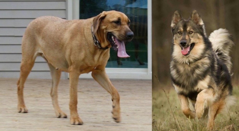 Native American Indian Dog vs Danish Broholmer - Breed Comparison