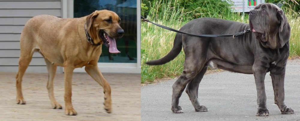 Neapolitan Mastiff vs Danish Broholmer - Breed Comparison
