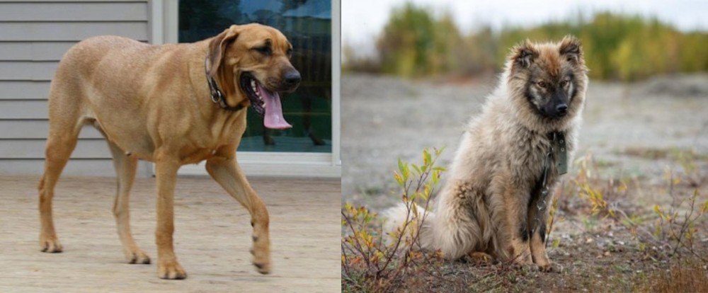Nenets Herding Laika vs Danish Broholmer - Breed Comparison