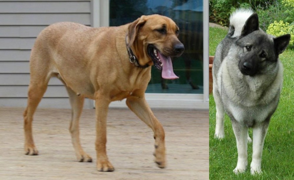 Norwegian Elkhound vs Danish Broholmer - Breed Comparison