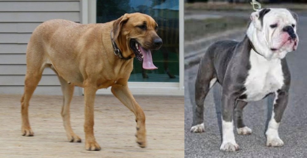 Old English Bulldog vs Danish Broholmer - Breed Comparison