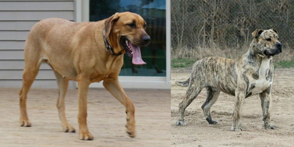 Perro de Presa Mallorquin vs Danish Broholmer - Breed Comparison