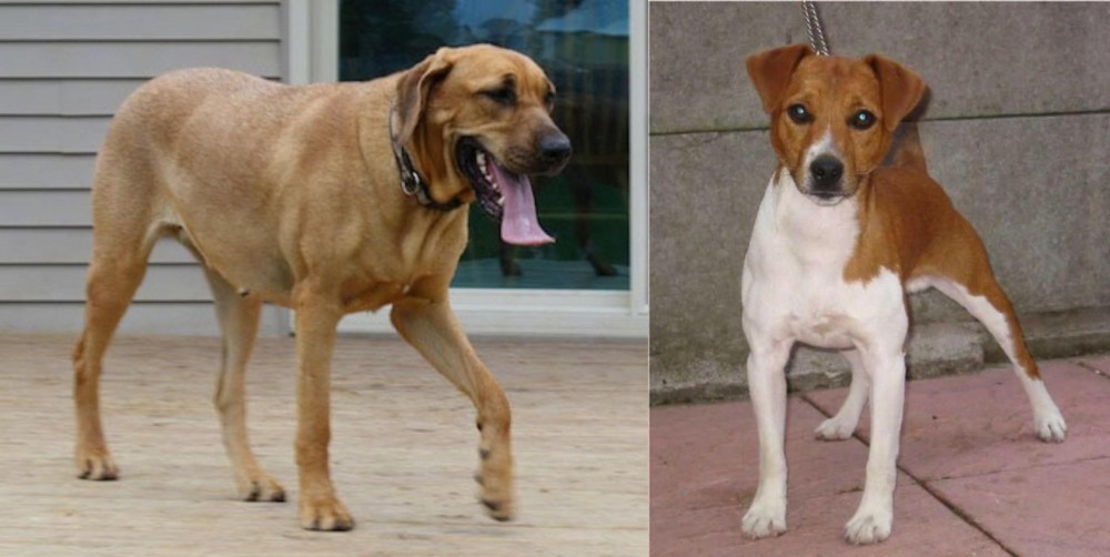 Plummer Terrier vs Danish Broholmer - Breed Comparison