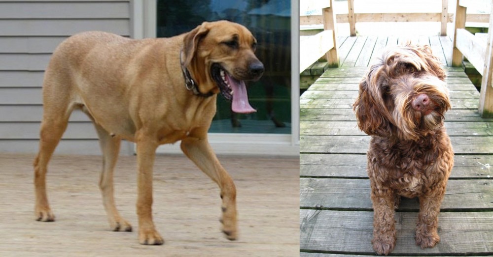 Portuguese Water Dog vs Danish Broholmer - Breed Comparison