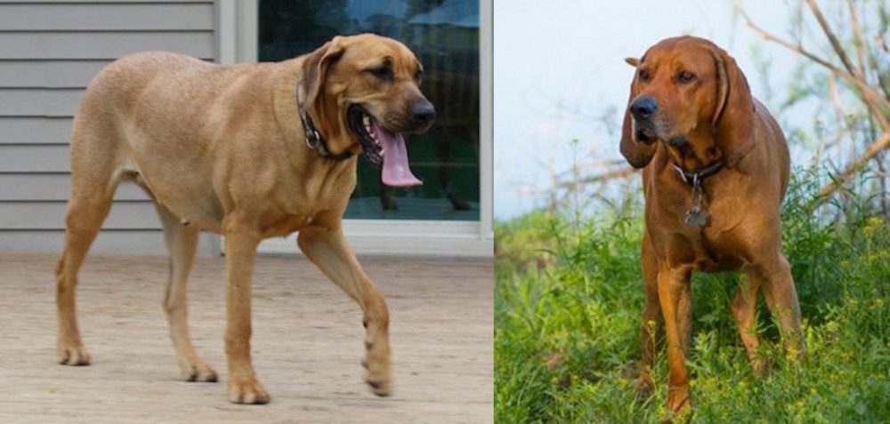 Redbone Coonhound vs Danish Broholmer - Breed Comparison
