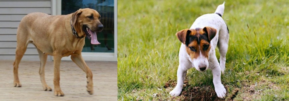 Russell Terrier vs Danish Broholmer - Breed Comparison