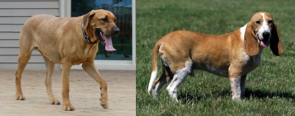 Schweizer Niederlaufhund vs Danish Broholmer - Breed Comparison