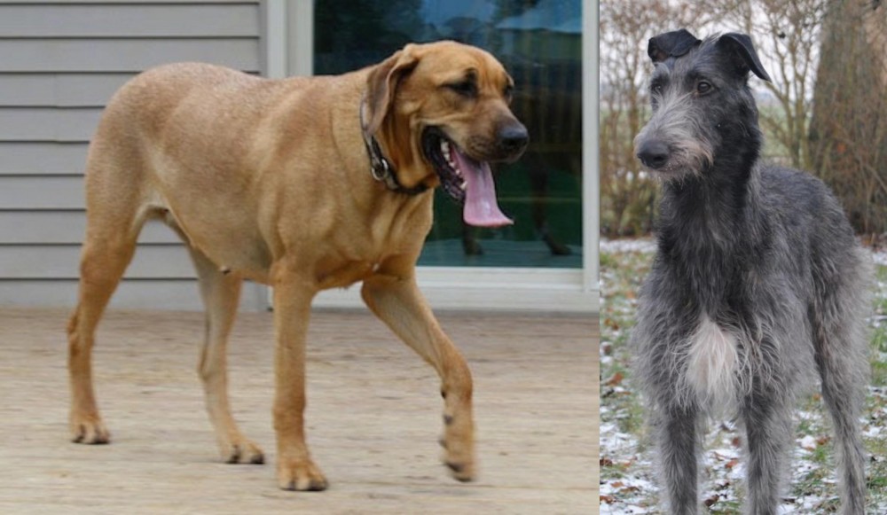 Scottish Deerhound vs Danish Broholmer - Breed Comparison
