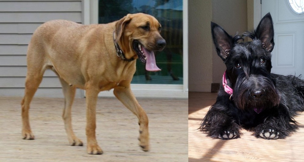 Scottish Terrier vs Danish Broholmer - Breed Comparison