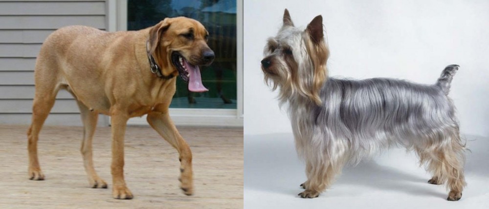 Silky Terrier vs Danish Broholmer - Breed Comparison
