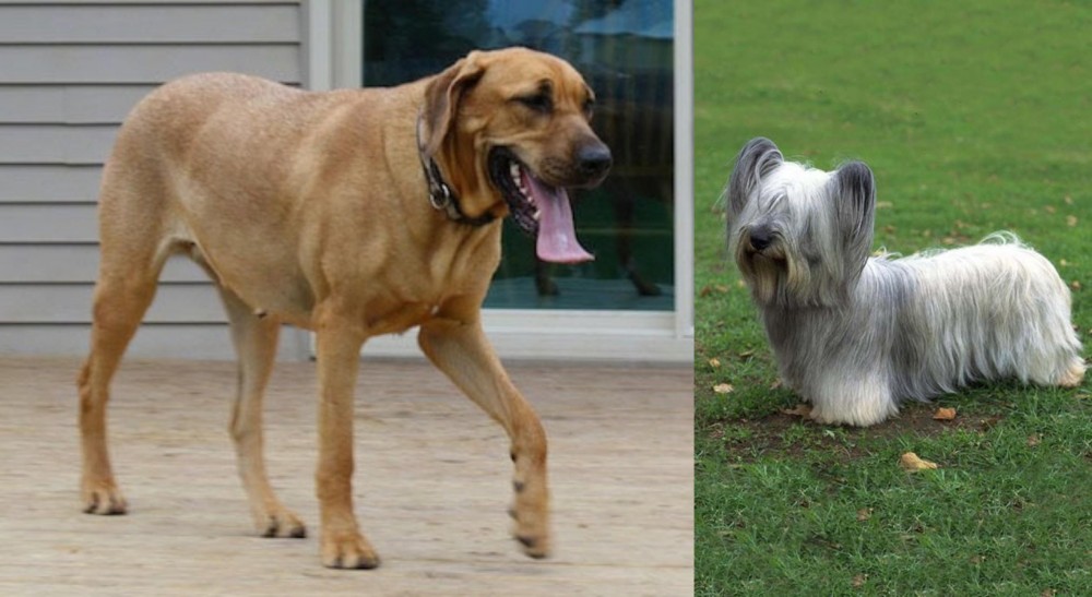 Skye Terrier vs Danish Broholmer - Breed Comparison
