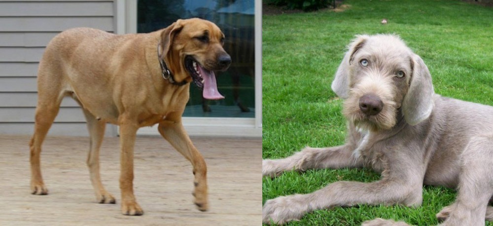 Slovakian Rough Haired Pointer vs Danish Broholmer - Breed Comparison