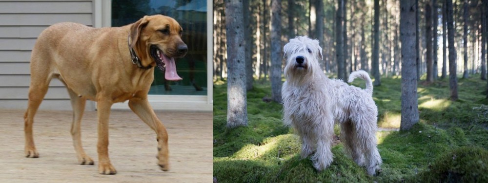 Soft-Coated Wheaten Terrier vs Danish Broholmer - Breed Comparison