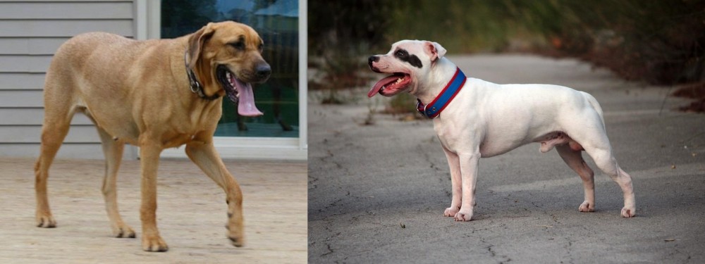 Staffordshire Bull Terrier vs Danish Broholmer - Breed Comparison