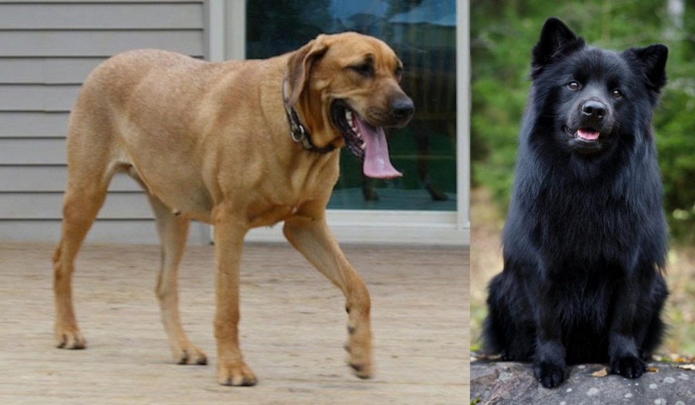 Swedish Lapphund vs Danish Broholmer - Breed Comparison