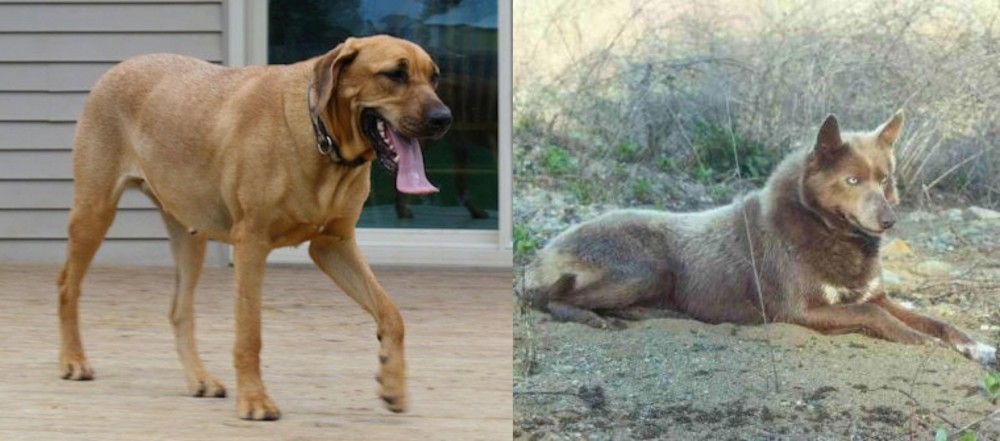 Tahltan Bear Dog vs Danish Broholmer - Breed Comparison