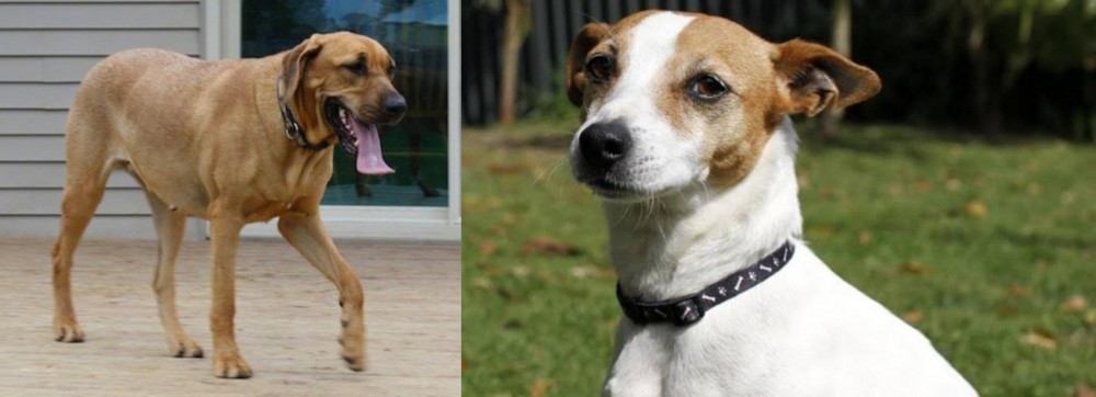 Tenterfield Terrier vs Danish Broholmer - Breed Comparison