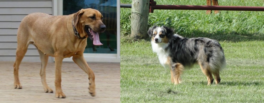 Toy Australian Shepherd vs Danish Broholmer - Breed Comparison