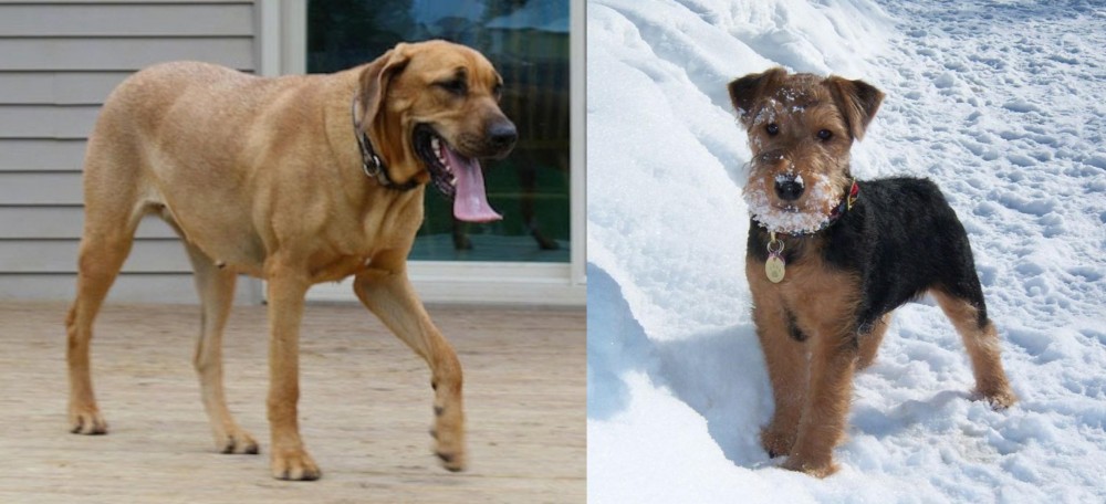 Welsh Terrier vs Danish Broholmer - Breed Comparison