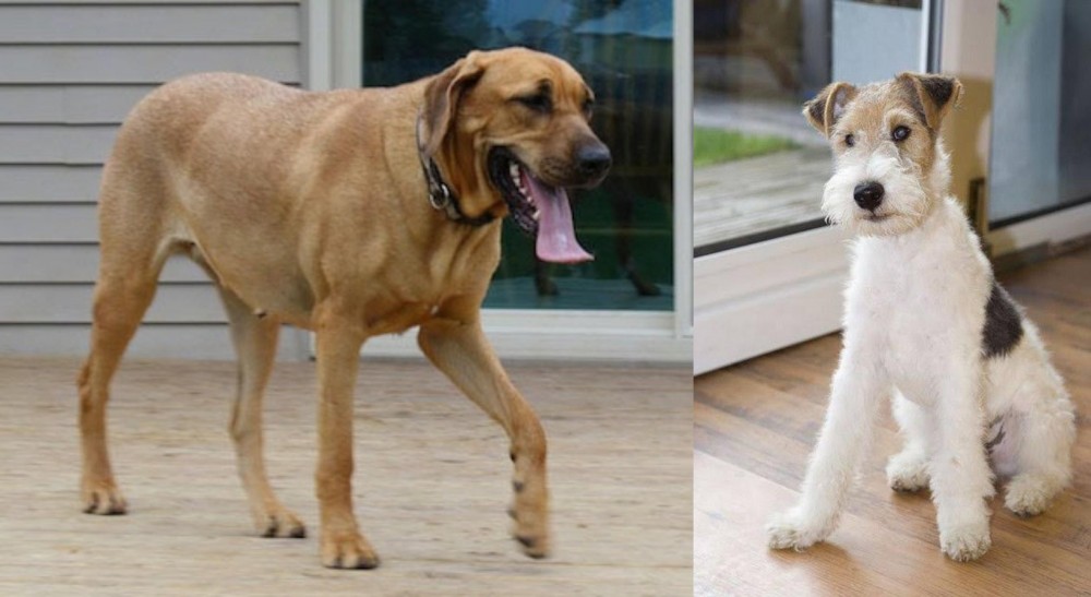 Wire Fox Terrier vs Danish Broholmer - Breed Comparison