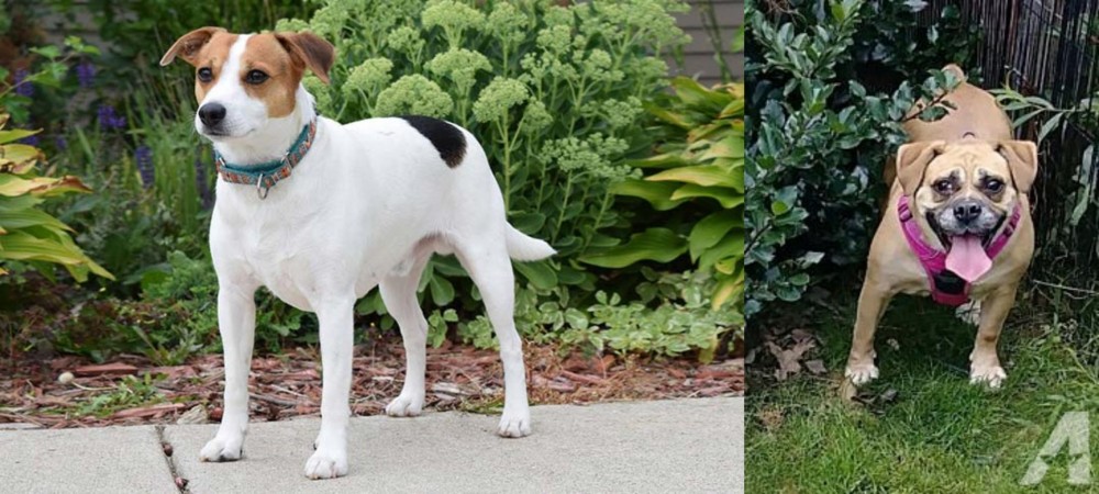 Beabull vs Danish Swedish Farmdog - Breed Comparison