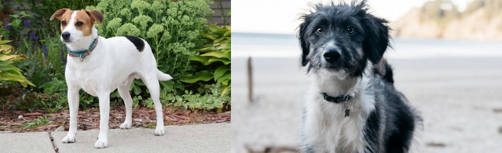 Bordoodle vs Danish Swedish Farmdog - Breed Comparison
