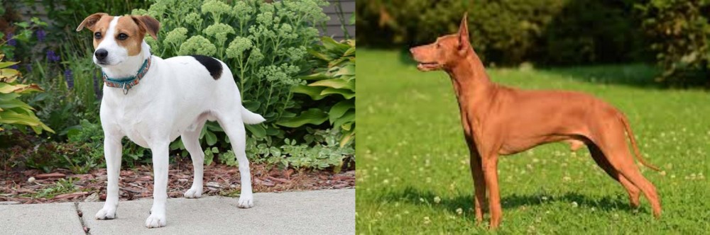 Cirneco dell'Etna vs Danish Swedish Farmdog - Breed Comparison
