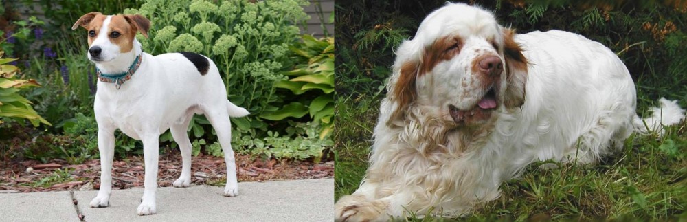 Clumber Spaniel vs Danish Swedish Farmdog - Breed Comparison