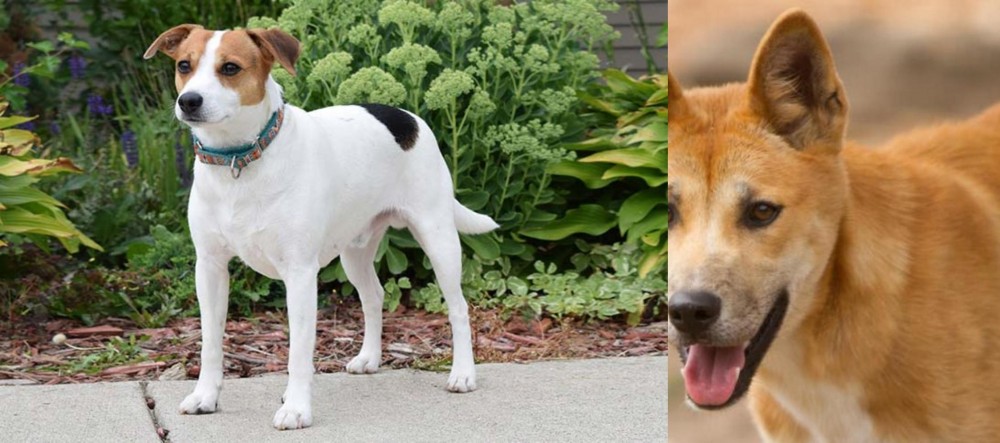 Dingo vs Danish Swedish Farmdog - Breed Comparison