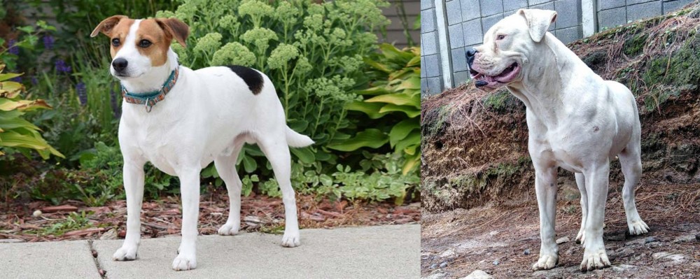 Dogo Guatemalteco vs Danish Swedish Farmdog - Breed Comparison
