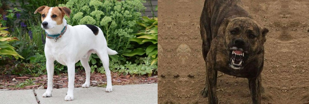 Dogo Sardesco vs Danish Swedish Farmdog - Breed Comparison