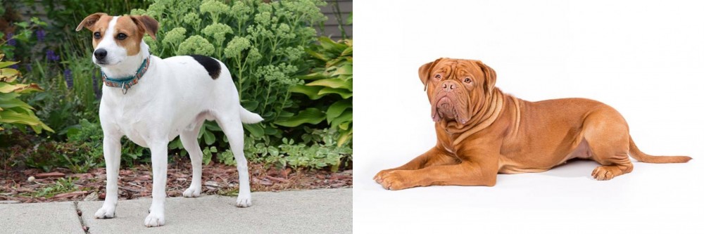 Dogue De Bordeaux vs Danish Swedish Farmdog - Breed Comparison